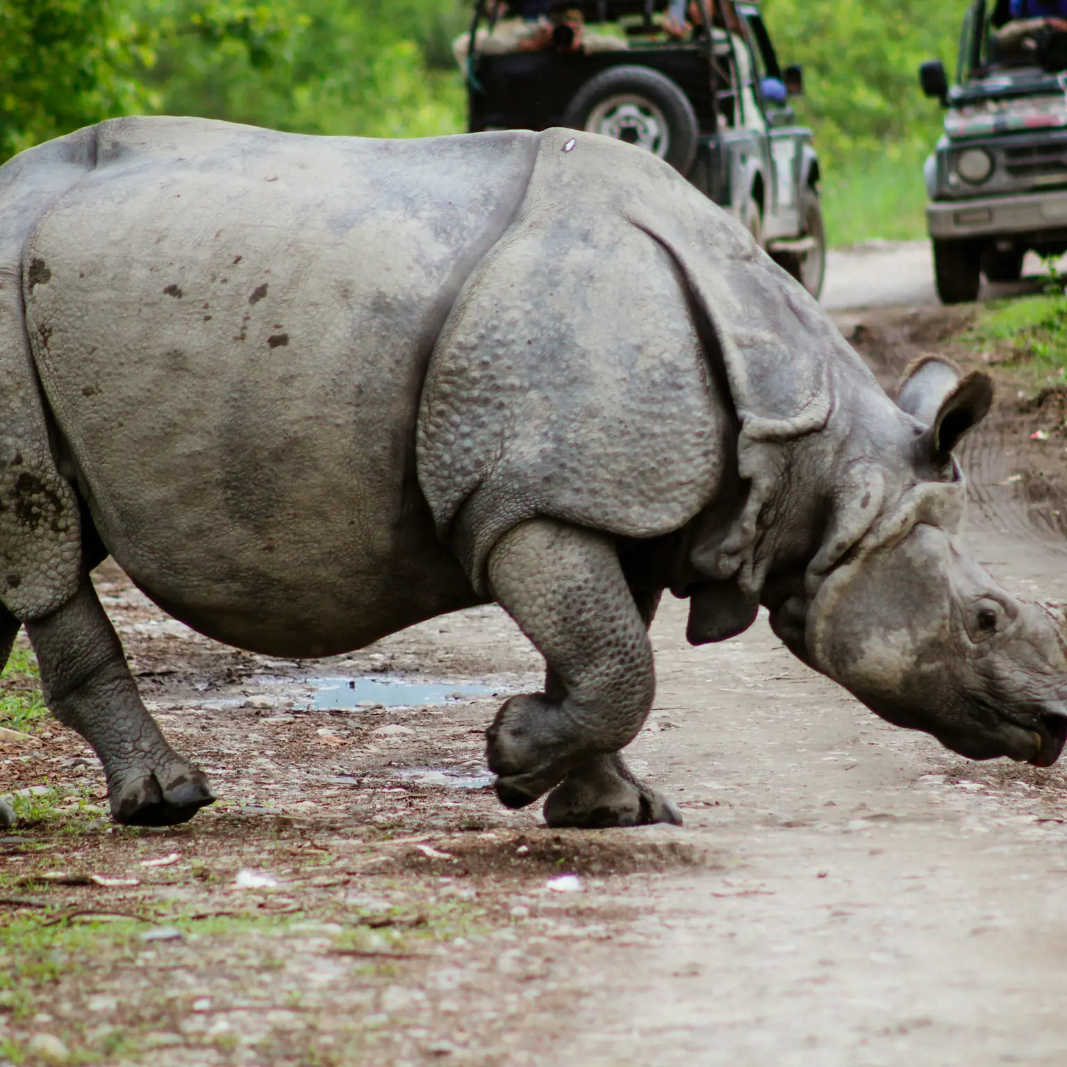 Safari im Kaziranga Nationalpark